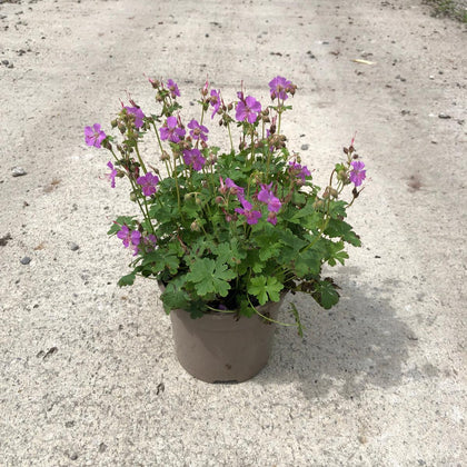Geranium Cambridge 2 Litre Pot