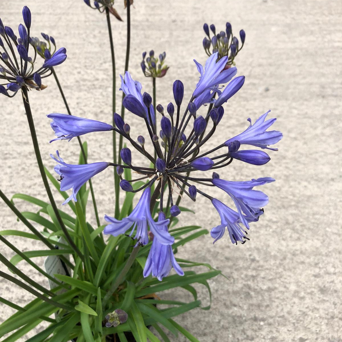 Agapanthus L'Amour D'Ete Bleu 2 Litre Pot