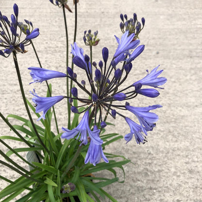 Agapanthus L'Amour D'Ete Bleu 2 Litre Pot