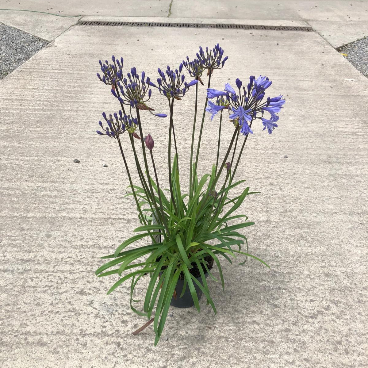 Agapanthus L'Amour D'Ete Bleu 2 Litre Pot