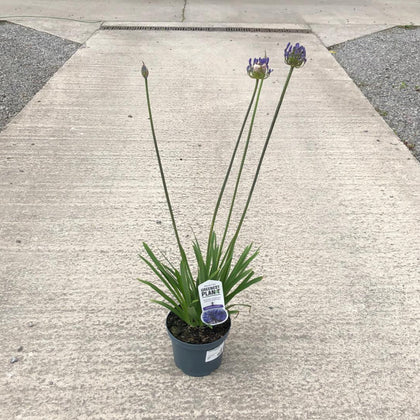 Agapanthus africanus Dr Brouwer 3.5 Litre Pot