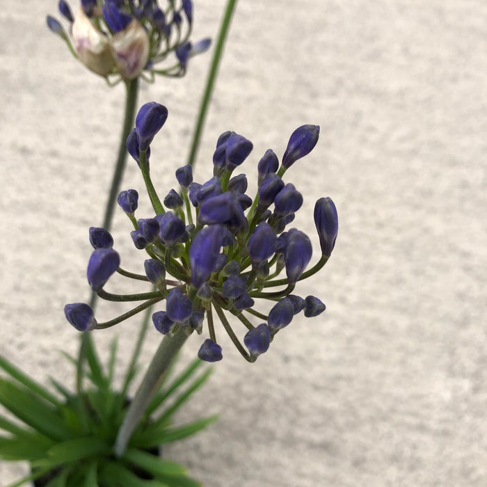 Agapanthus africanus Dr Brouwer 3.5 Litre Pot