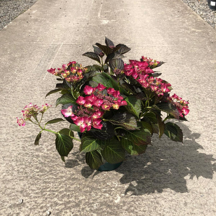 Hydrangea Black Diamonds Tellar Dark Angel Red 5 Litre Pot