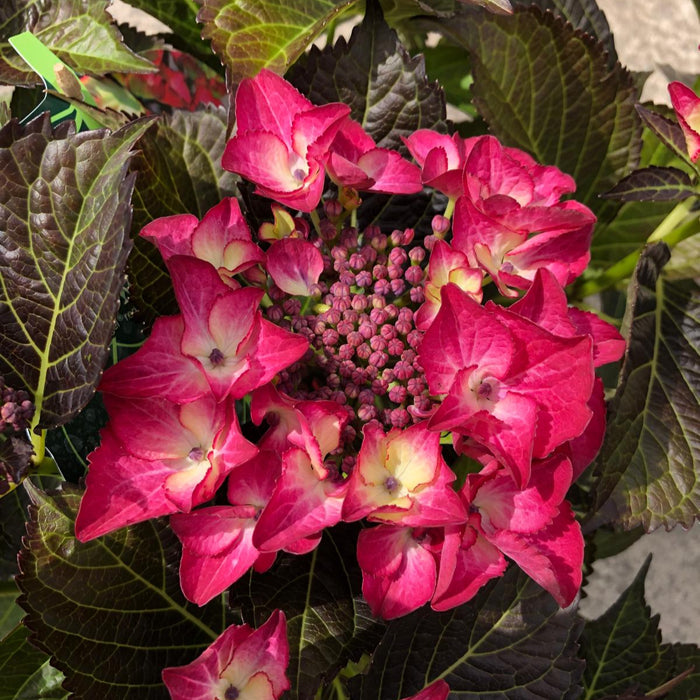 Hydrangea Black Diamonds Tellar Dark Angel Red 5 Litre Pot
