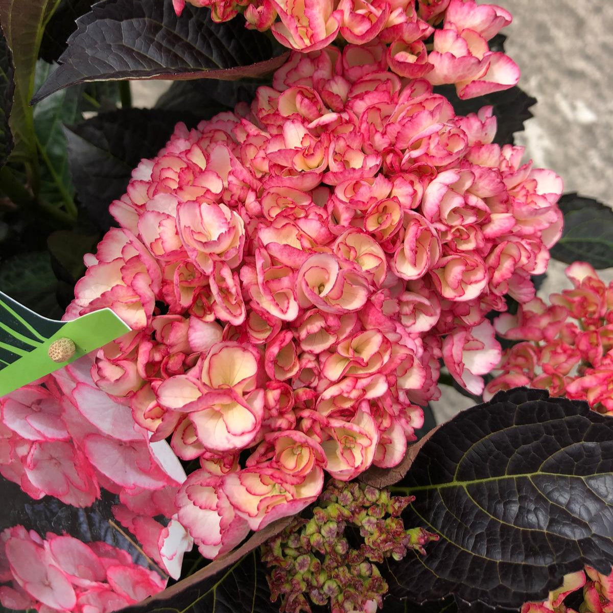 Hydrangea Black Diamonds Midnight Pearl 5 Litre Pot