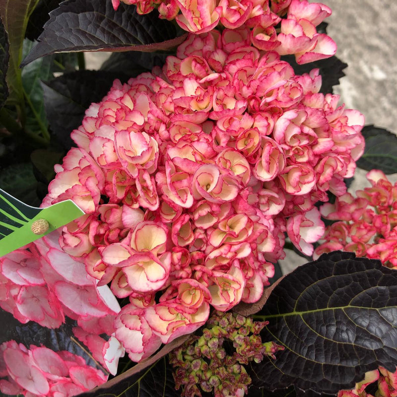 Hydrangea Black Diamonds Midnight Pearl 5 Litre Pot
