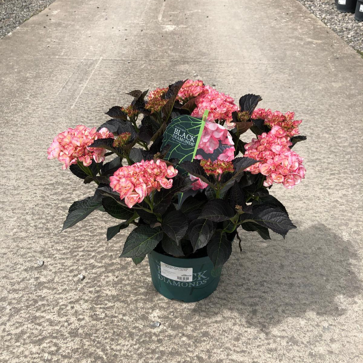 Hydrangea Black Diamonds Midnight Pearl 5 Litre Pot