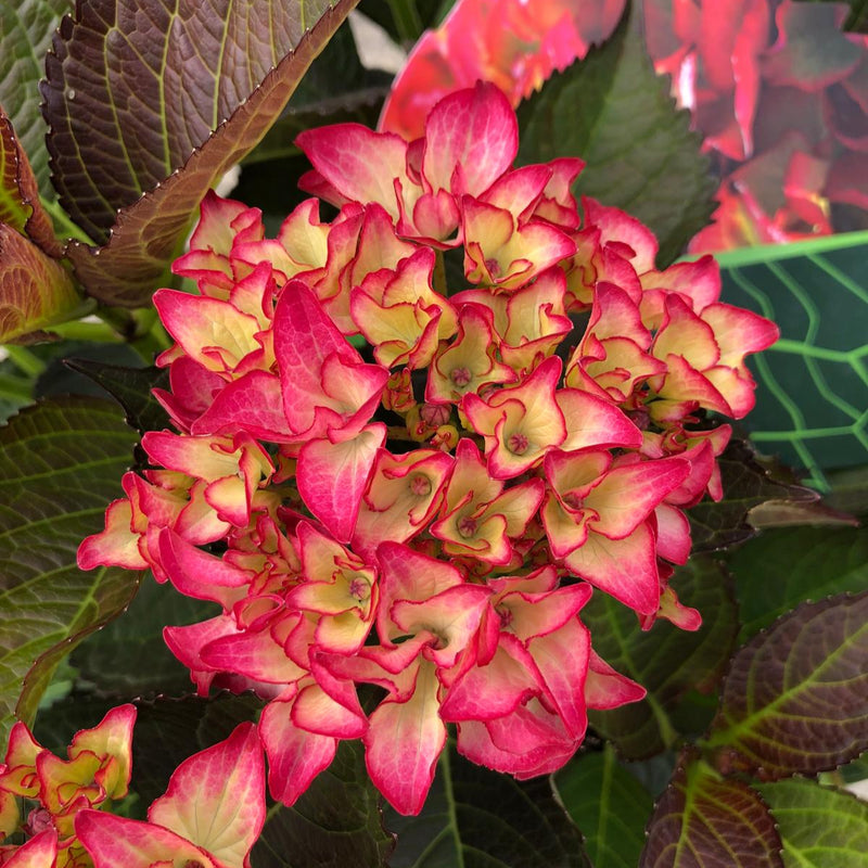 Hydrangea Black Diamonds Red Angel 5 Litre Pot