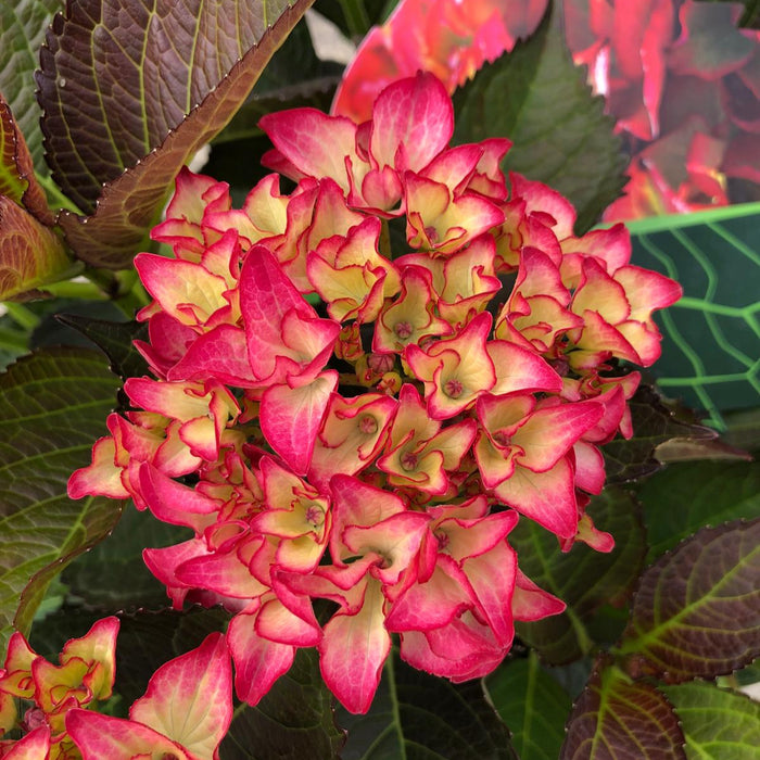 Hydrangea Black Diamonds Red Angel 5 Litre Pot