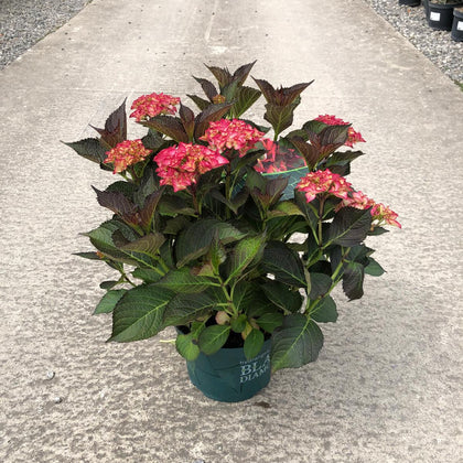 Hydrangea Black Diamonds Red Angel 5 Litre Pot