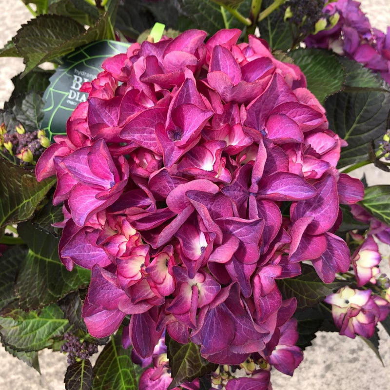 Hydrangea Black Diamonds Red Angel Purple 5 Litre Pot