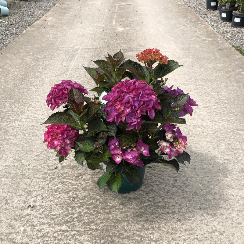 Hydrangea Black Diamonds Red Angel Purple 5 Litre Pot