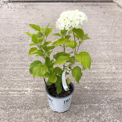 Hydrangea Arborescens Strong Annabelle 3 Litre Pot