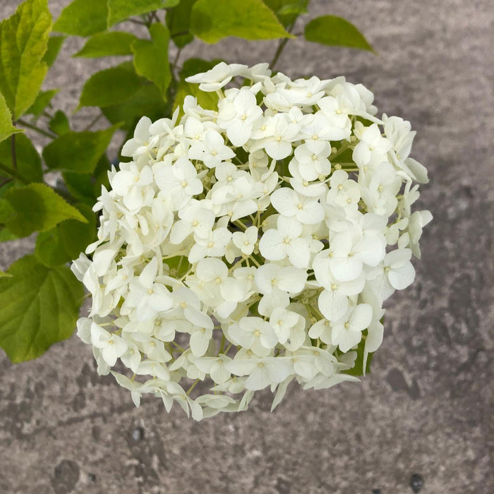 Hydrangea Arborescens Strong Annabelle 3 Litre Pot