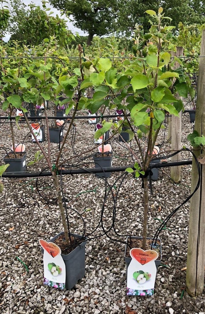 Apple Bramleys 5 Litre Pot Patio Fruit
