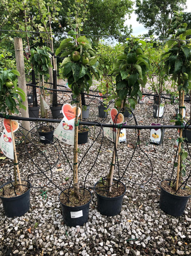 Apple Red Sensation 5 Litre Pot Ballerina/Column