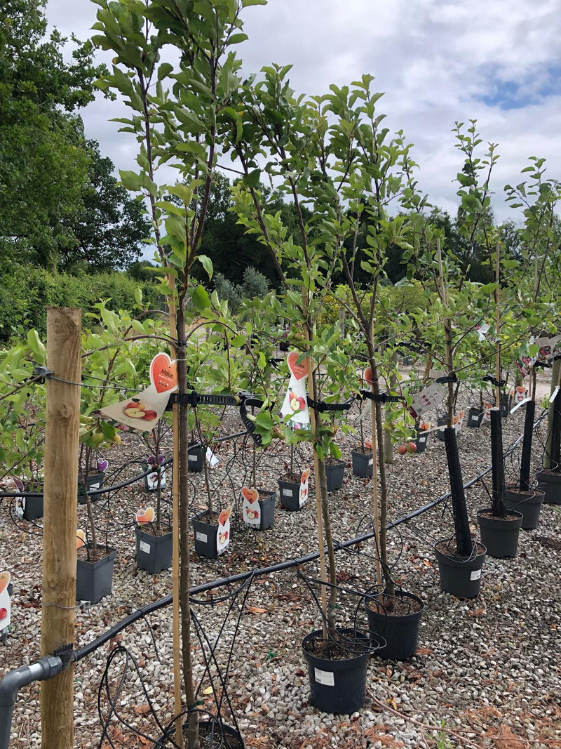 Apple Elstar 7.5 Litre Half Standard