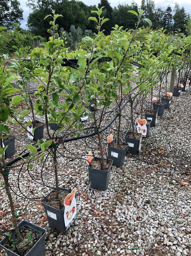 Apple Elstar 5 Litre Pot Patio Fruit