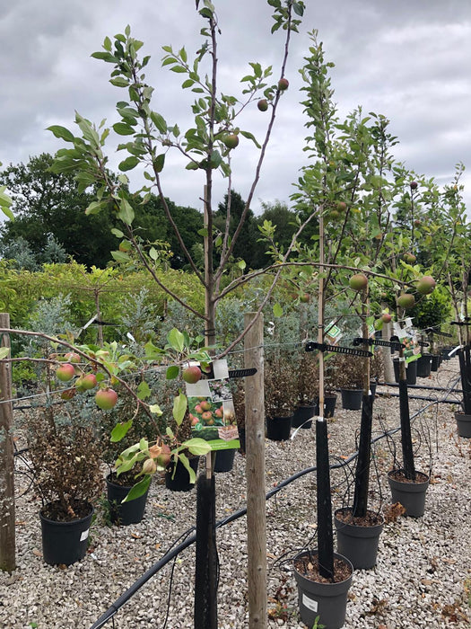 Apple Cox's Orange Pippin Litre Half Standard — Grasslands Nursery