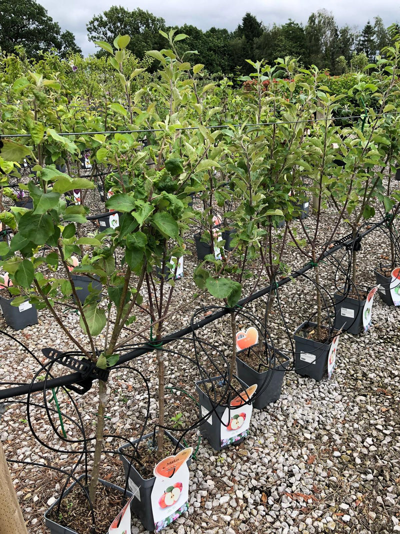 Apple Cox's Orange Pippin 5 Litre Pot Patio Fruit