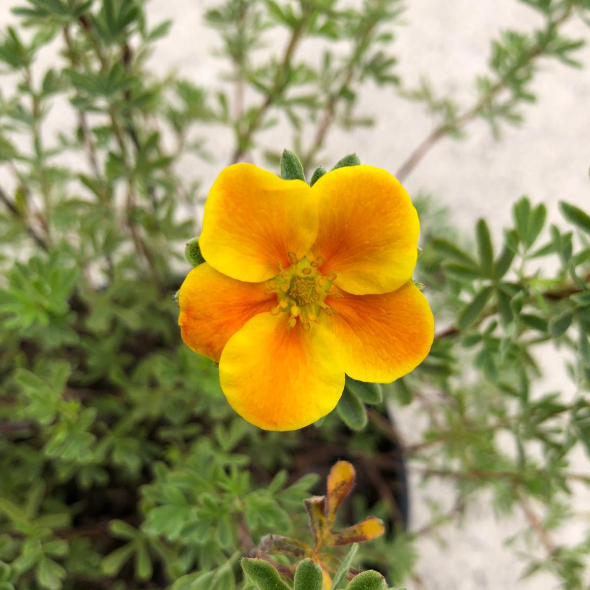Potentilla fruticosa Hopley's Orange 3 Litre Pot