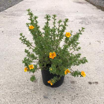 Potentilla fruticosa Hopley's Orange 3 Litre Pot