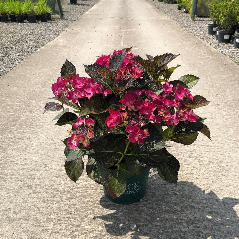 Hydrangea Black Diamonds Angel Purple 5 Litre Pot