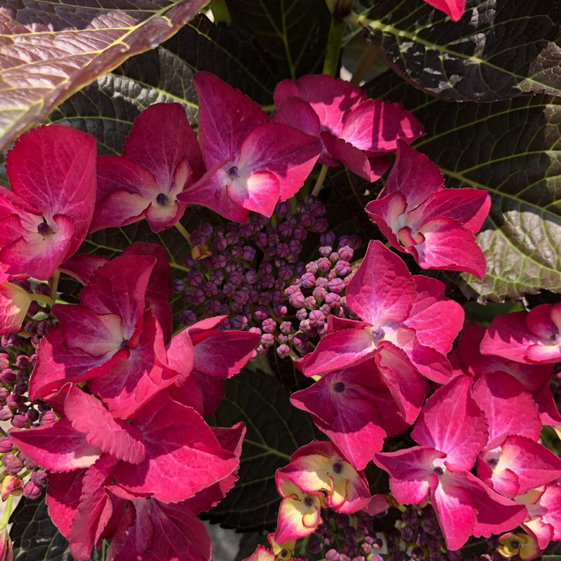 Hydrangea Black Diamonds Angel Purple 5 Litre Pot