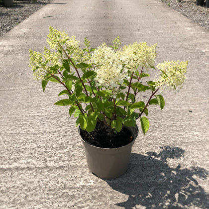 Hydrangea Paniculata Graffiti 5 Litre Pot
