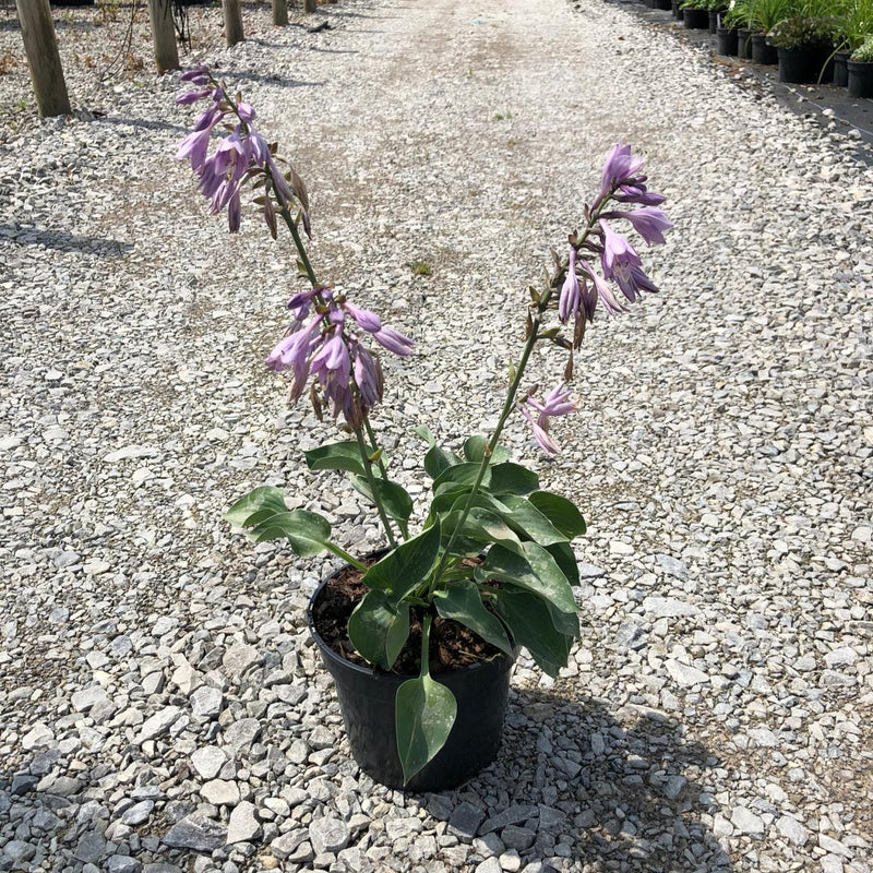 Hosta Blue Cadet  3 Litre Pot