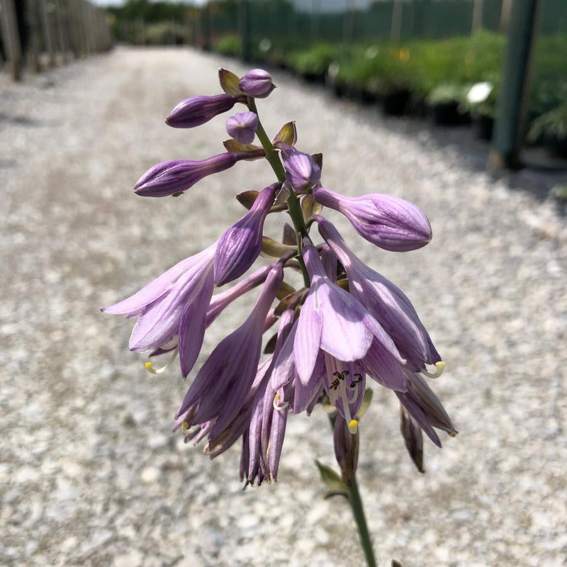 Hosta Blue Cadet  3 Litre Pot