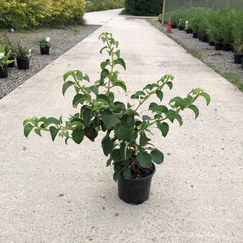 Hydrangea Petiolaris 3 Litre Pot
