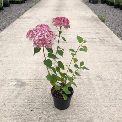 Hydrangea Arbo. Pink Annabelle 3 Litre Pot