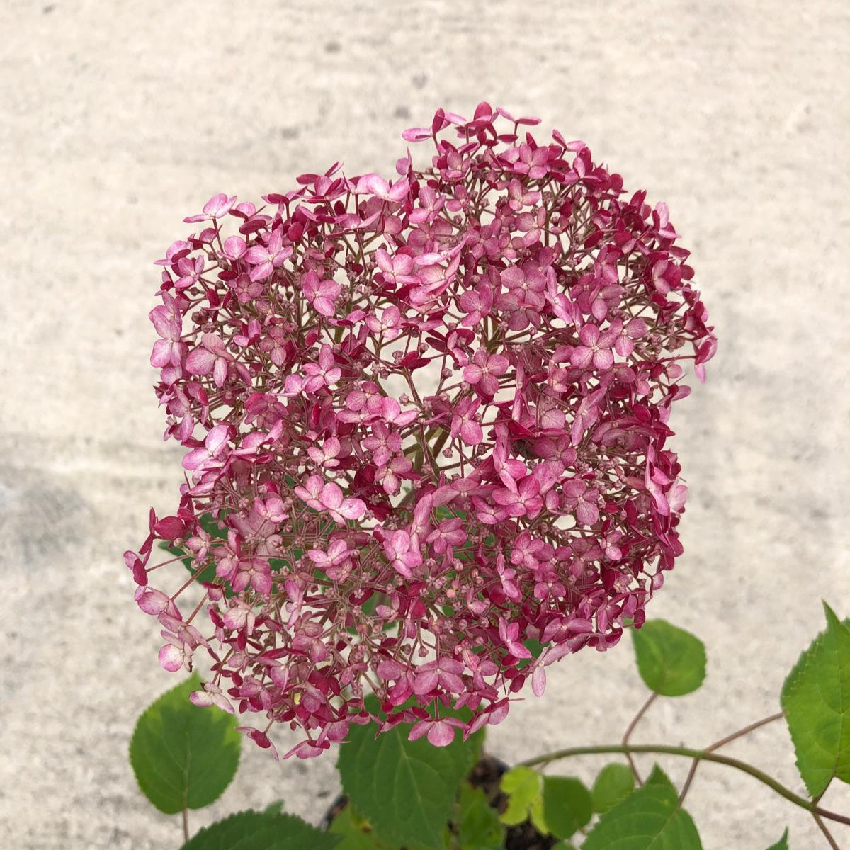 Hydrangea Arbo. Pink Annabelle 3 Litre Pot