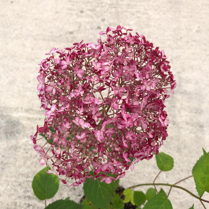 Hydrangea Arbo. Pink Annabelle 3 Litre Pot