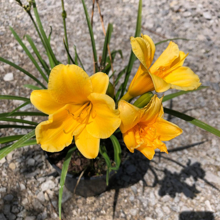 Hemerocallis Stella D'Oro 3 Litre Pot