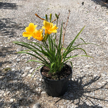Hemerocallis Stella D'Oro 3 Litre Pot