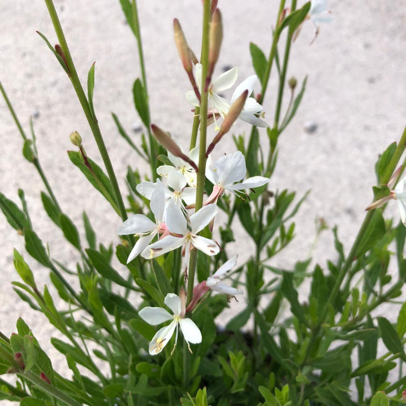 Gaura White 1.5 Litre Pot