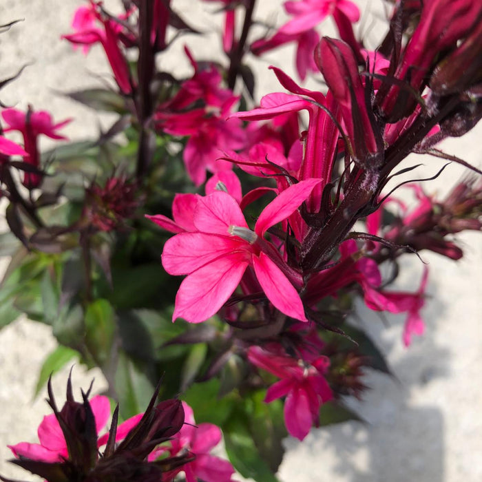 Lobelia Fan Pink 1.5 Litre Pot