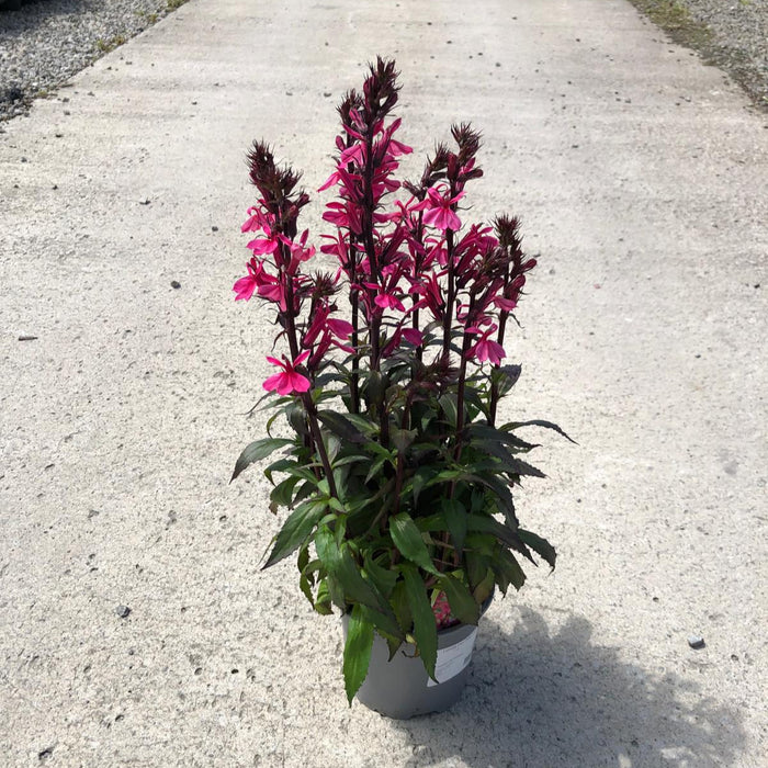 Lobelia Fan Pink 1.5 Litre Pot