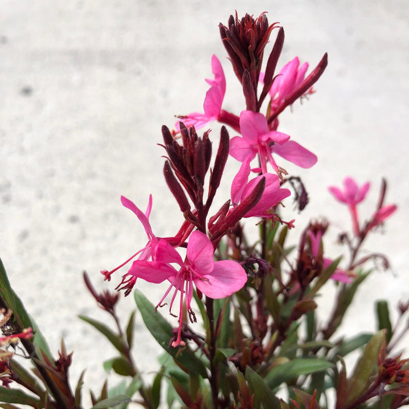 Gaura Pink 1.5 Litre Pot