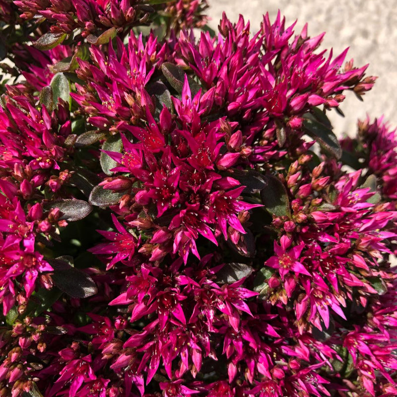 Sedum Spot On Deep Rose 1.5 Litre Pot