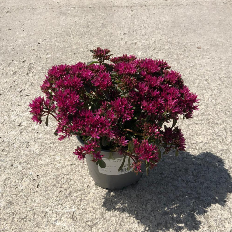 Sedum Spot On Deep Rose 1.5 Litre Pot