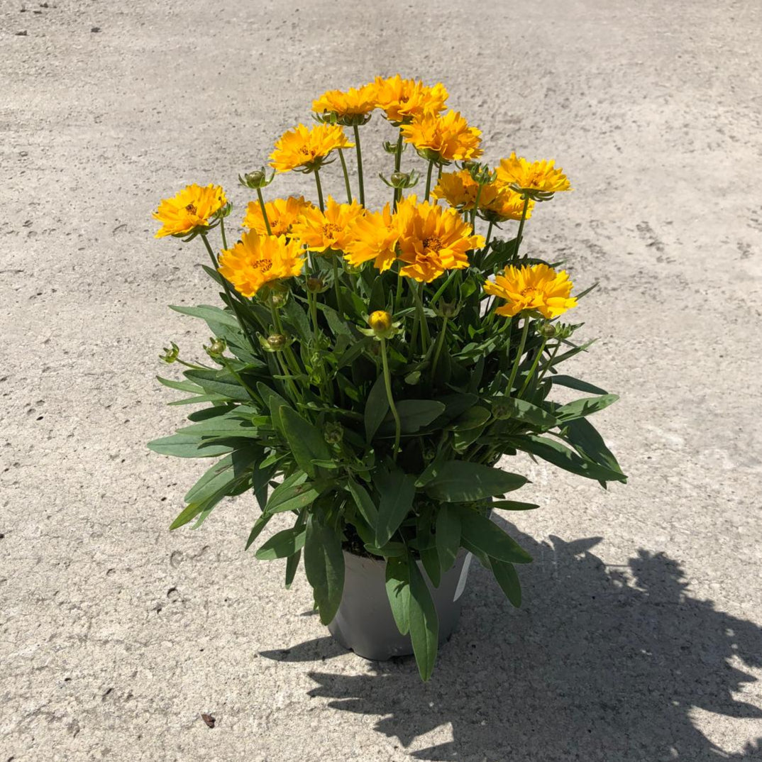 Coreopsis Presto 1.5 Litre Pot