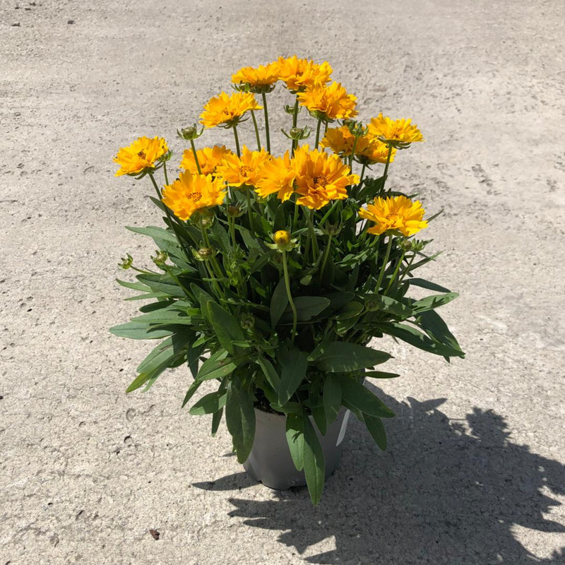 Coreopsis Presto 1.5 Litre Pot