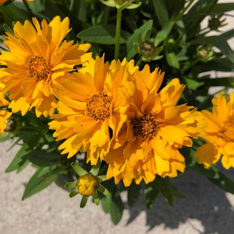 Coreopsis Presto 1.5 Litre Pot