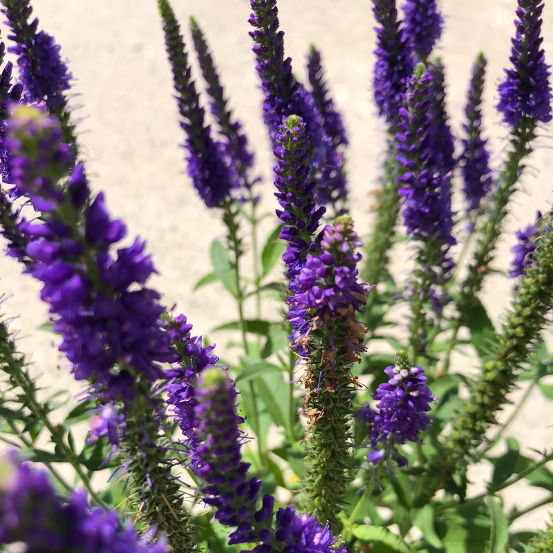 Veronica Blue 1.5 Litre Pot