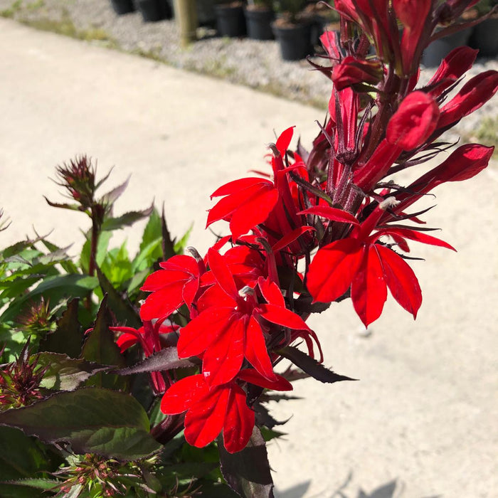 Lobelia Fan Scarlet 1.5 Litre Pot