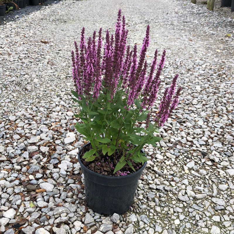 Salvia Sensation Pink 3 Litre Pot
