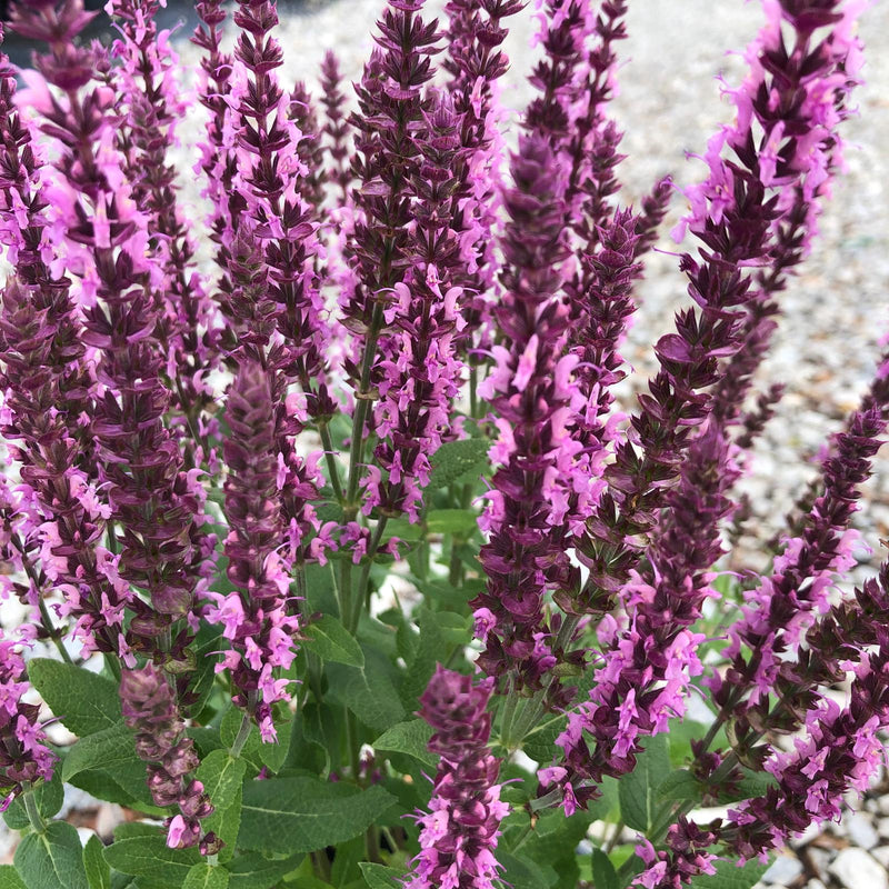 Salvia Sensation Pink 3 Litre Pot